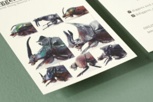 昆虫標本店のシンプルなショップカードデザイン